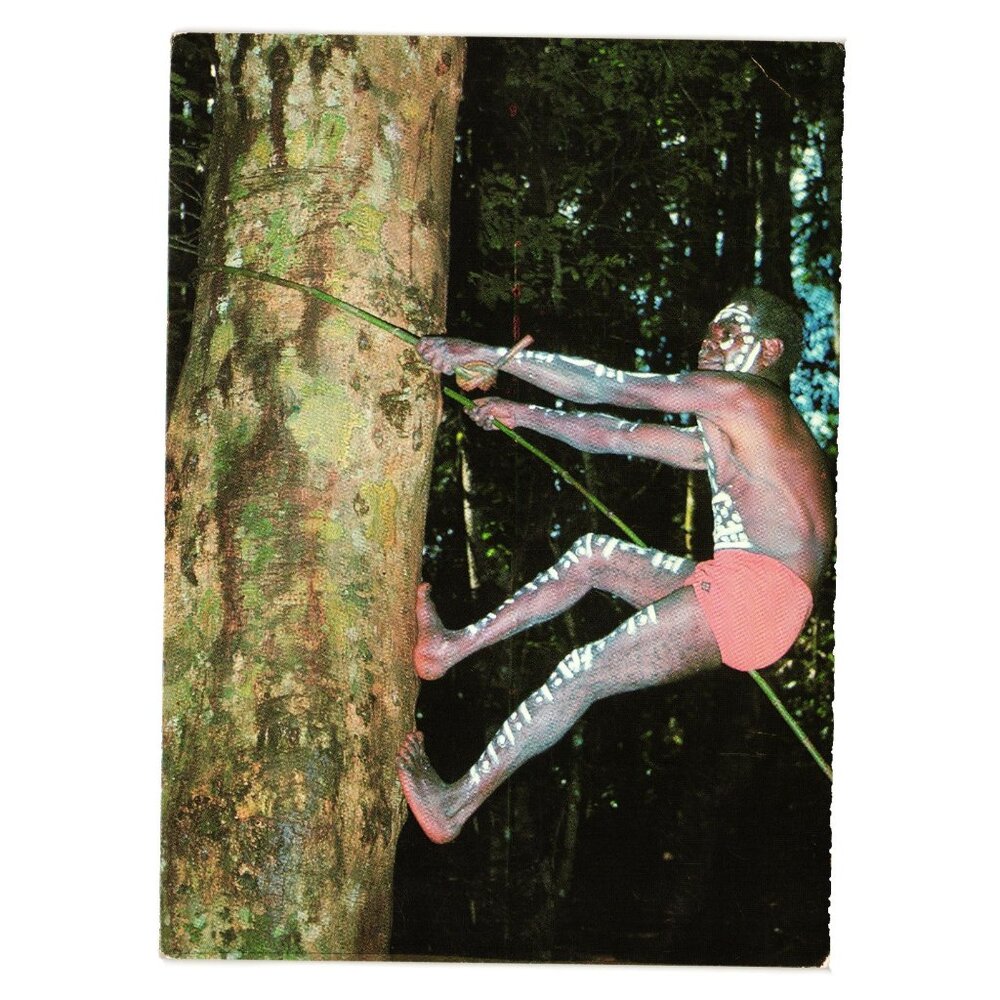 Vintage Aboriginal Tree Climber Postcard Jungle Malanda Tribe Life History Man